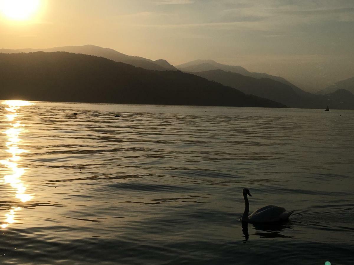 The Gulf - Maggiore